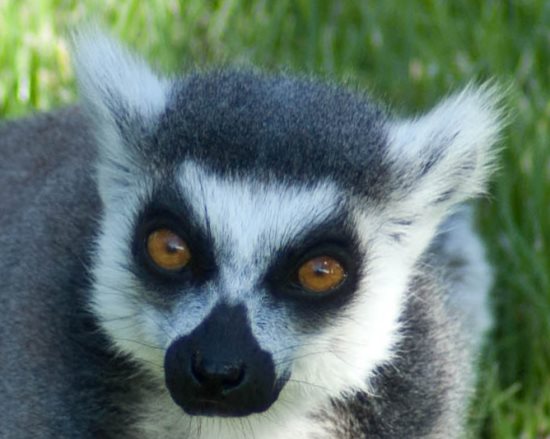 Banham Zoo lemur enclosure update