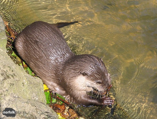 Banham Zoo -Otter