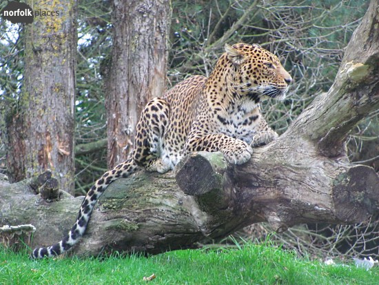 Banham Zoo -leopard