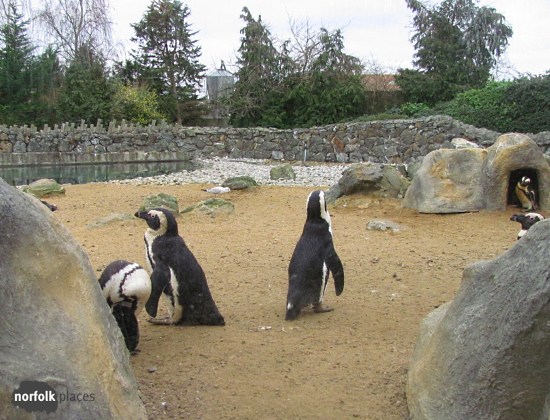 Banham Zoo -penguins