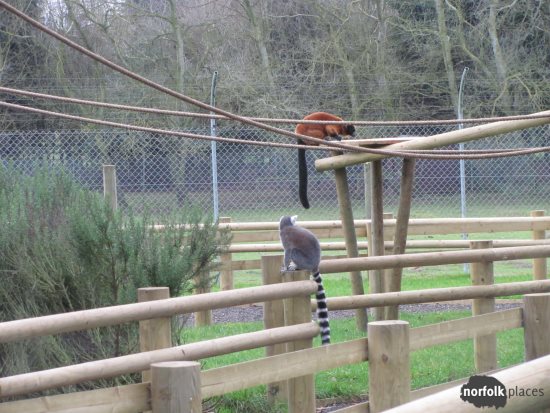 Banham Zoo - Lemurs