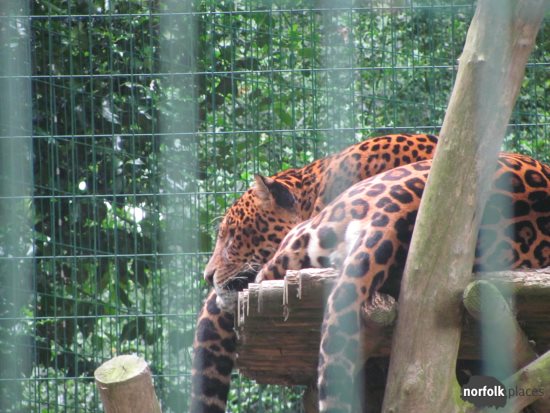 Amazona - Jaguar