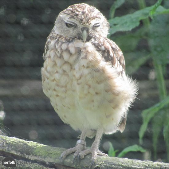 Amazona - Burrowing Owl