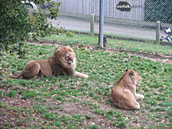 Africa Alive - Lions