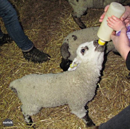 Wroxham Barns -feeding the lambs