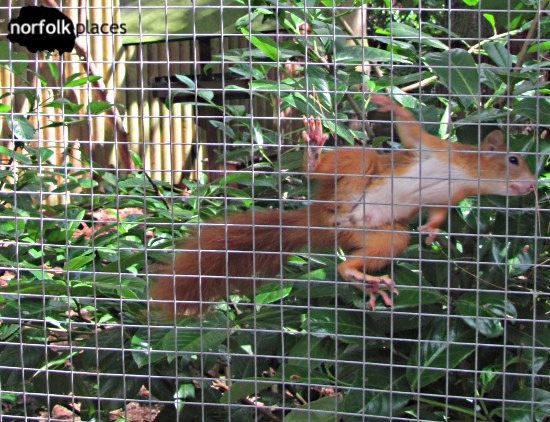 Red Squirrel at Pensthorpe