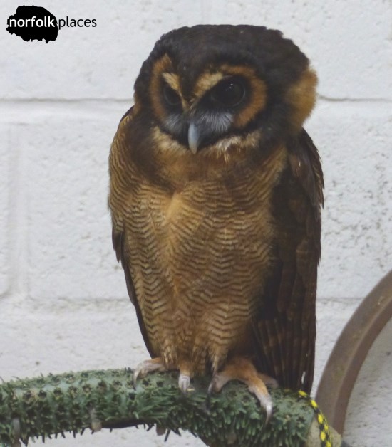 Fern the Asian Brown Wood Owl