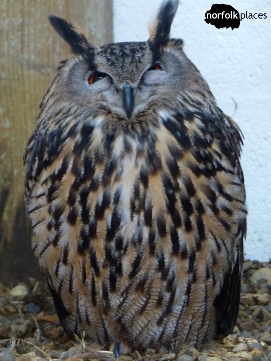 Zeus the Eurasian Eagle Owl