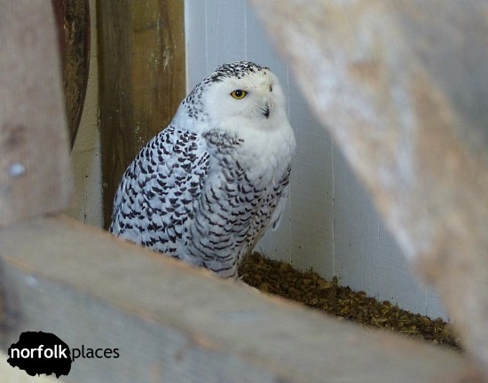 Happisburgh Owls – a nice surprise