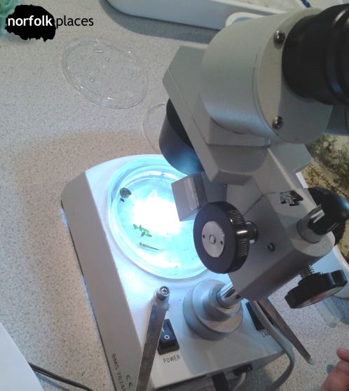 Easton fun - microscope