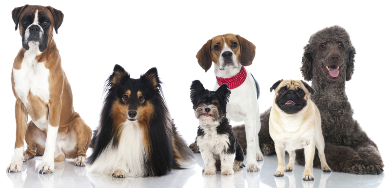Win “All About Dogs” tickets