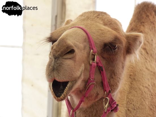 Oasis Camel Park review