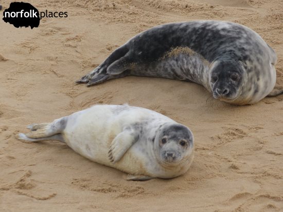 Horsey Seals